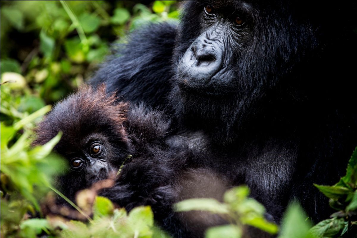 This blog post goes into detail about the Eastern Lowland Gorilla (Only 5,000 left) and its close cousin the "Mountain Gorilla" (Only 1060 left), and where to find each creature should you ever venture near their habitat. 

bellinghamsafaris.com/gorilla-edition