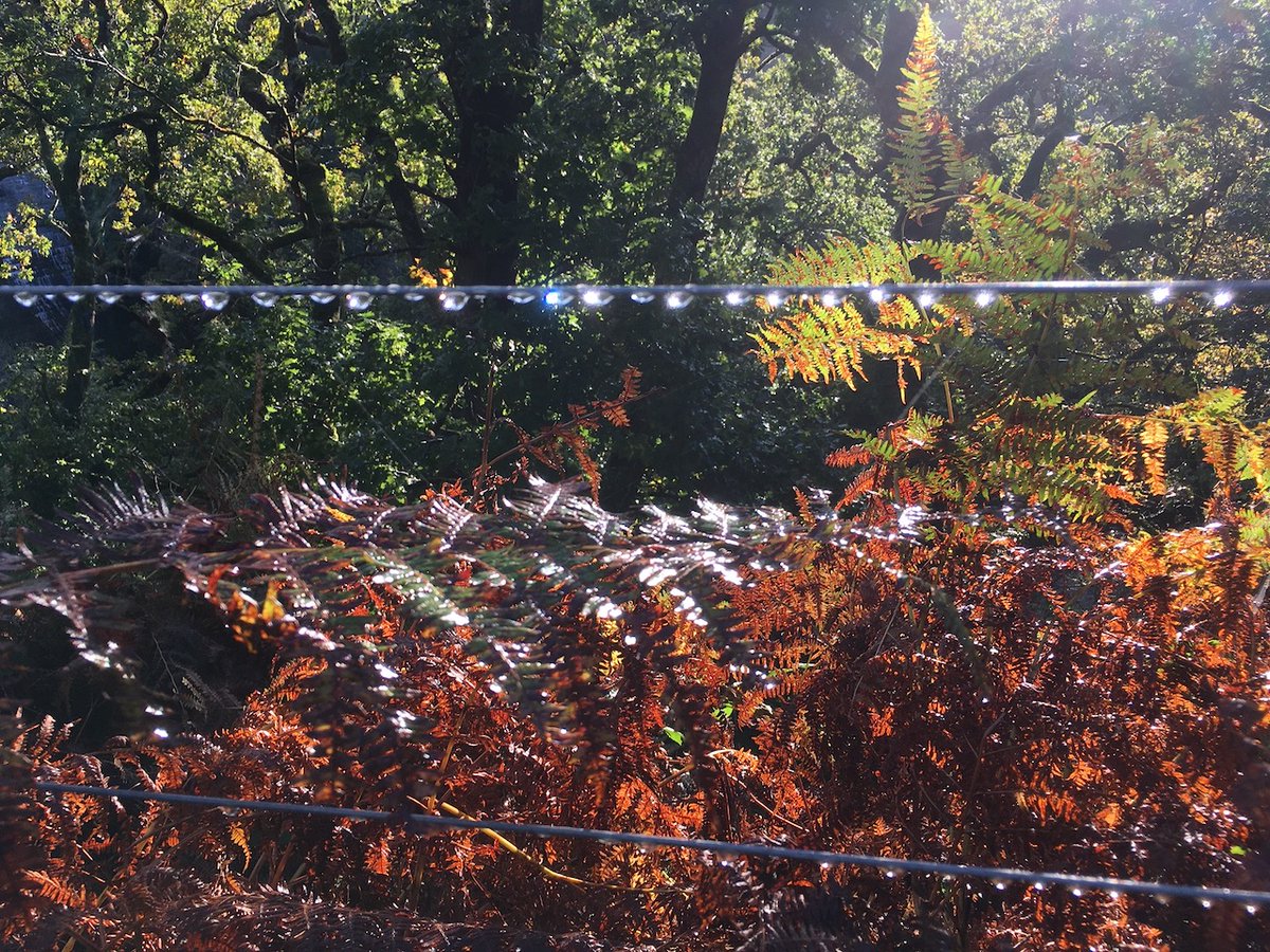 Flourish_Devon's tweet photo. LOVE #Autumn! 🍁🍂 So far it's been a busy one, with lots of fabulous #clients &amp; super interesting documents for me to #edit &amp; #proofread. 
I've got availability to edit a couple more #documents this week, so let me know if I can help you👩‍💻
#writingtips #manuscript #PhDLife #PhD https://t.co/E5mjPrpr4k