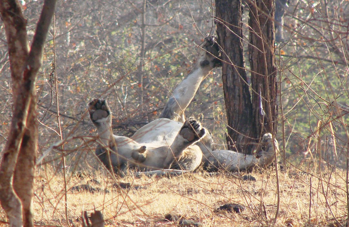 Finally a cat-based internet event that I can take part in.
#UnflatteringCatPhotoChallenge 🦁 #MammalWatching #lions