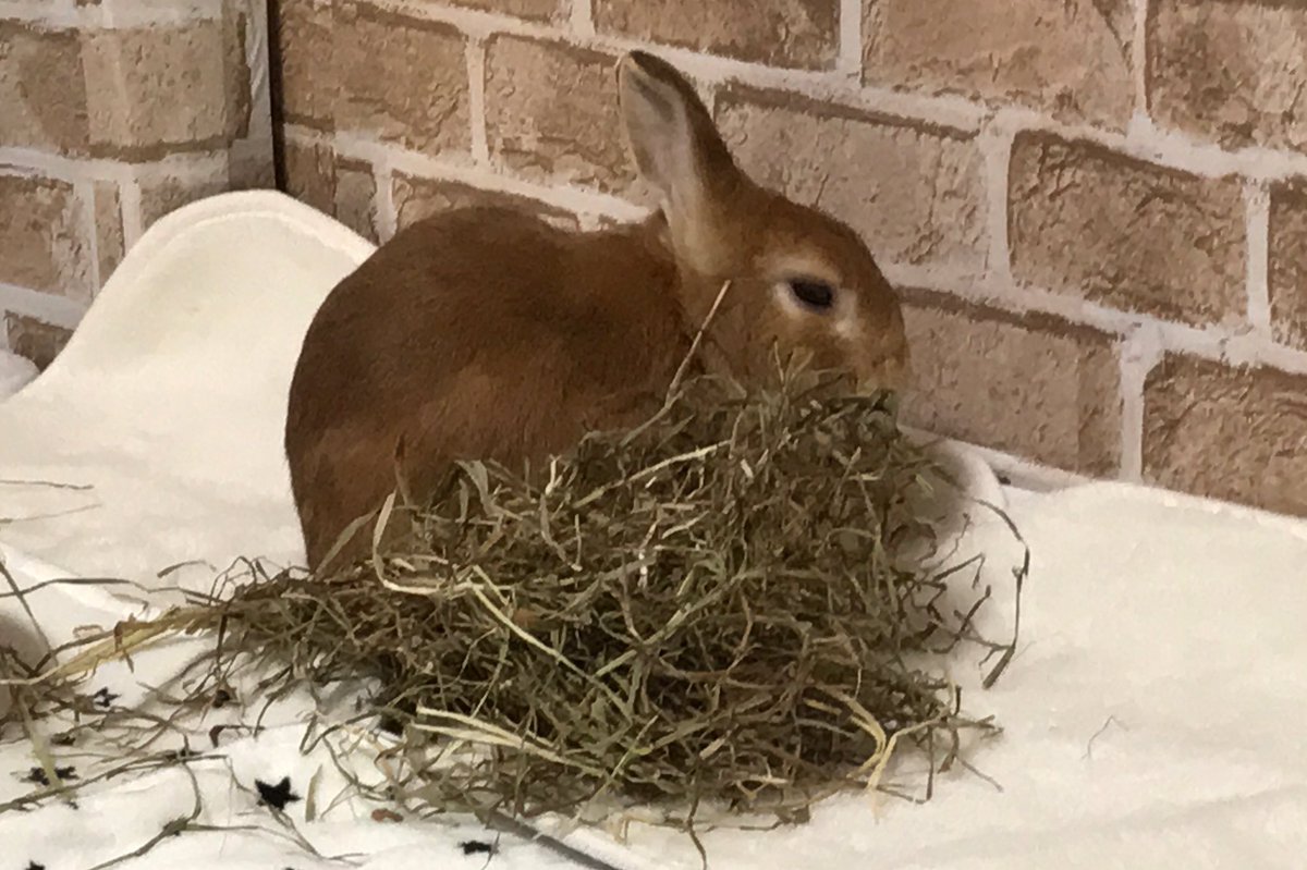 コリス じゅけんき 血便 血尿がでたら病院に行かせましょう 放っておくとウサギにある野生本来の特徴で勝手に血便などが起こらなくなっていますが それは 自然治癒 ではなく 症状を表に出していない だけなので しっかり病院に行かせましょう