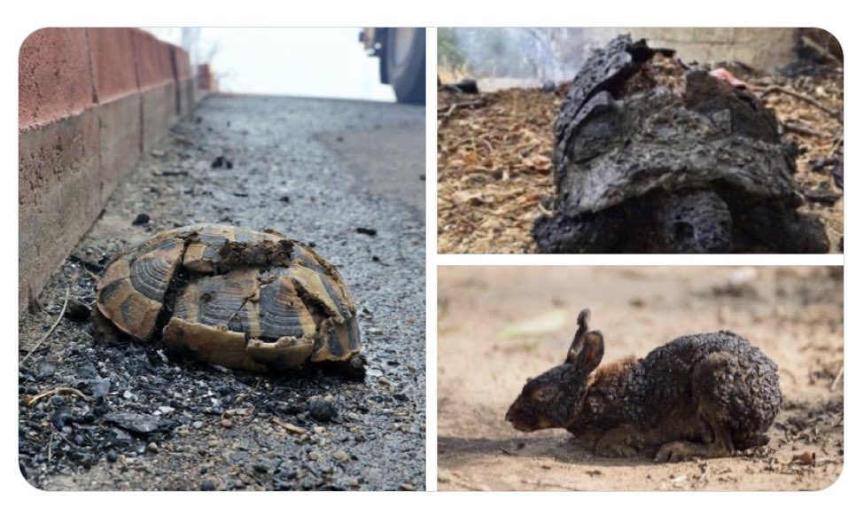 Şeytandan bile kötüsün insan oğlu ! 
#hatayyaniyor