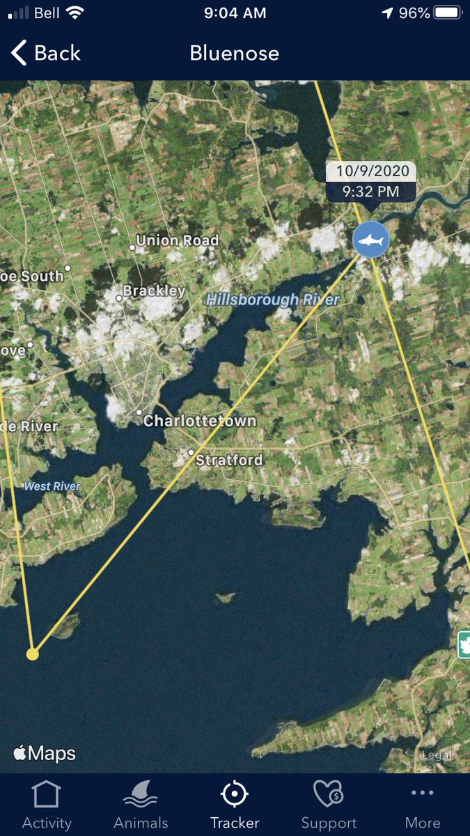 11ft male great white shark tracked in the Hillsborough River last night! Doesn’t he know the Trailside Cafe isn’t in Mount Stewart anymore....he needs to turn that rig around.#sharktracker