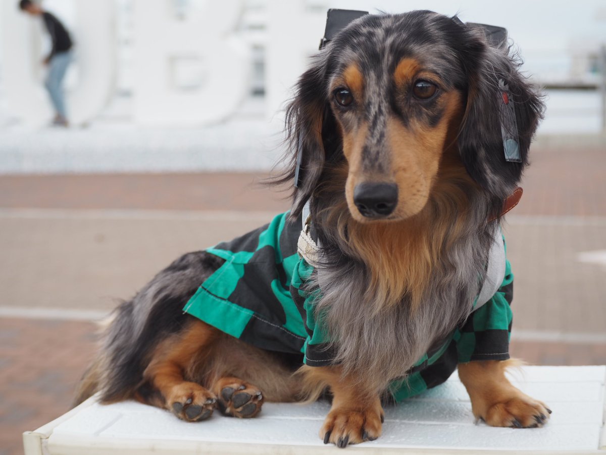 Twoucan 犬のコスプレイヤー の注目ツイート イラスト マンガ コスプレ モデル Twoucan 犬のコスプレイヤー の注目ツイート イラスト マンガ コスプレ モデル