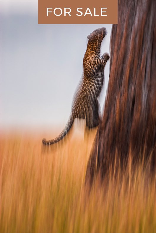 GreatestMara's tweet photo. NOW ON AUCTION – FEDERICO VERONESI: Introducing the first images on sale from Federico Veronesi. From cuddling cubs to lions in the pouring rain, these images capture the raw beauty of Africa’s big cats
#TGMMAuction #GoingOnce https://t.co/H2XVMVN2nV https://t.co/8RvBgZLGfA