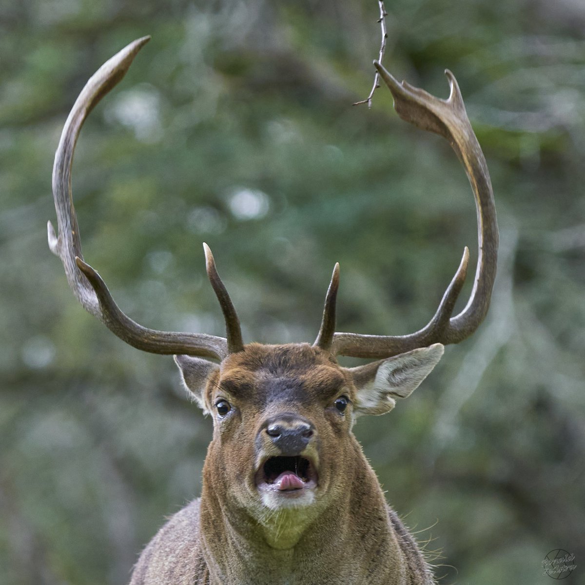 Amsterdamse Waterleidingduinen #awd , met @bosawd <a href="/MiekKoopmans/">miek koopmans🐝</a> @Claudia_181975 
...dat wordt damherten #spam de komende tijd 😆