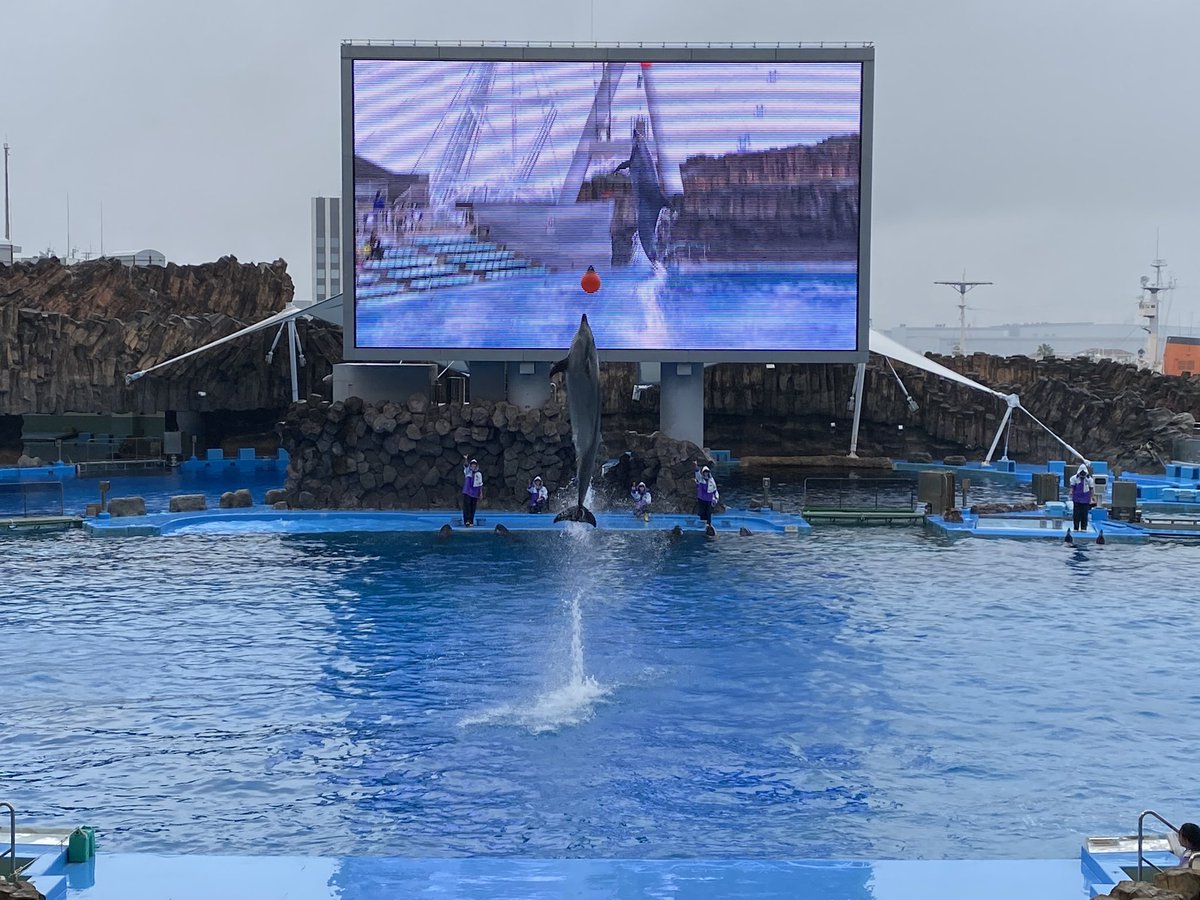 FishingOutdoor7's tweet photo. 先週サークル公認が降り､10月は設立メンバーの遊びとして名古屋港水族館に行ってきました🐬
台風で前日までは中止予定でしたが､急遽集まれたメンバー7人で🐟
11月からは正式に活動を開始します🎉
11月の更新をお楽しみに…😇
By副部長
#名古屋港水族館 #FishingOutdoor https://t.co/KlWpQ9TlGL