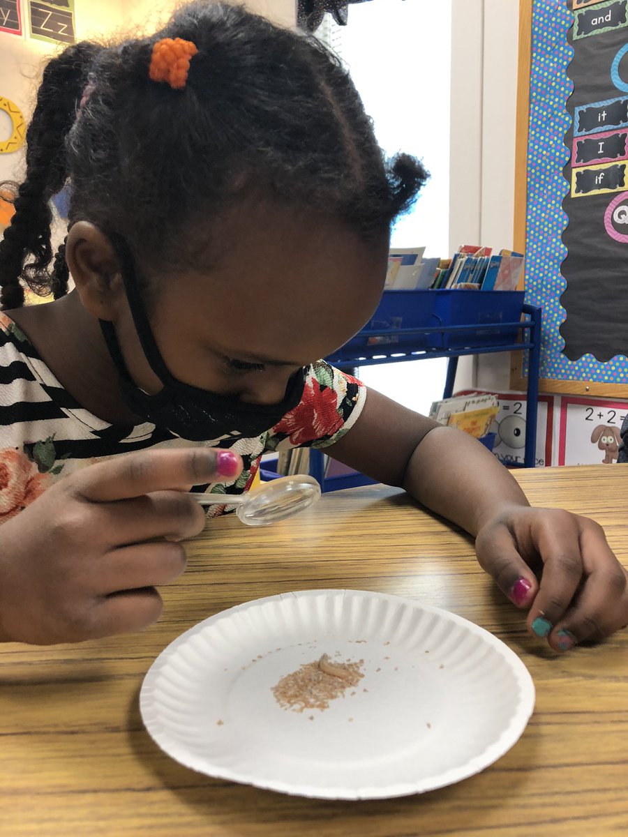 Bernier1stGrade's tweet photo. Live science is the BEST science, in our opinion! Mealworms have some pretty interesting structures! #gfwinship #gfschools https://t.co/bbbJX2NEol