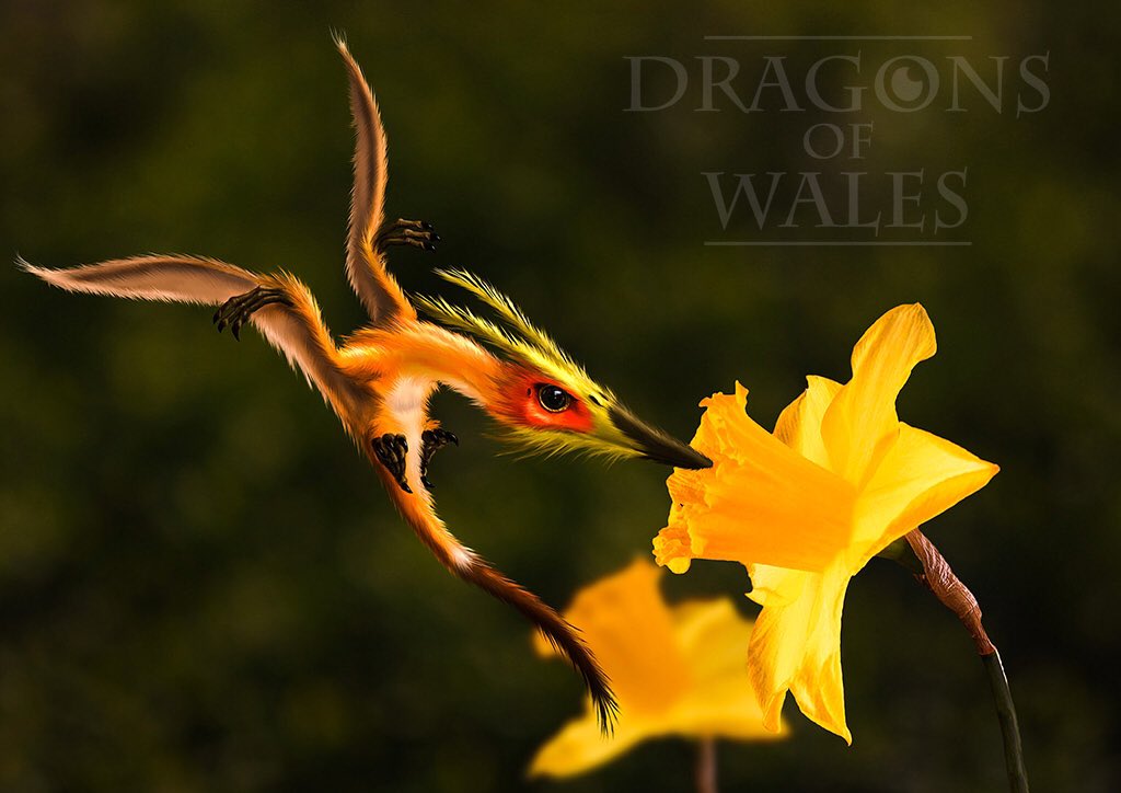 (4/15) Zara of ZacmikA tiny, delicate creature, this dragon has a long, slender head, enabling it to reach the pollen deep inside the light daffodils that bloom across Wales every springtime.