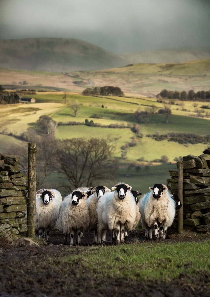 #woolweek
Did you know the UK has more sheep breeds than any country in the world?
- over sixty different breeds cared for by more than forty thousand sheep farmers on hills and lowlands.