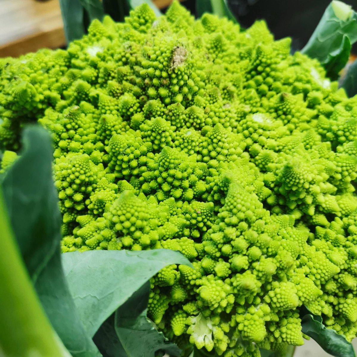 I can't get over that texture!
It's like an alien landscape.
Beautiful romanesco, huge!
My favourite way to eat this ia baked in cheese sauce. How about you?
#romanesco #vegetarian #organic