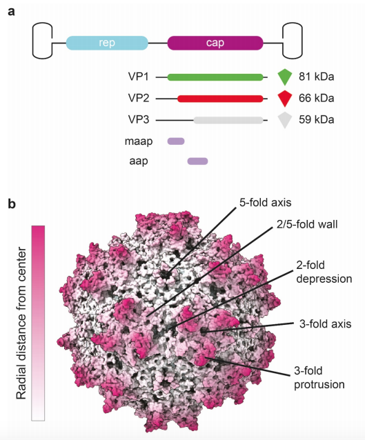 Joost Snijder (@joostsnijder) on Twitter photo Check out our new preprint on AAV capsid assembly! Great work by <a href="/Tp_woerner/">T.p.woerner</a> @hecklab. He used native MS to show that these capsids are super heterogeneous.
biorxiv.org/content/10.110… Check out our new preprint on AAV capsid assembly! Great work by <a href="/Tp_woerner/">T.p.woerner</a> @hecklab. He used native MS to show that these capsids are super heterogeneous.
biorxiv.org/content/10.110…
