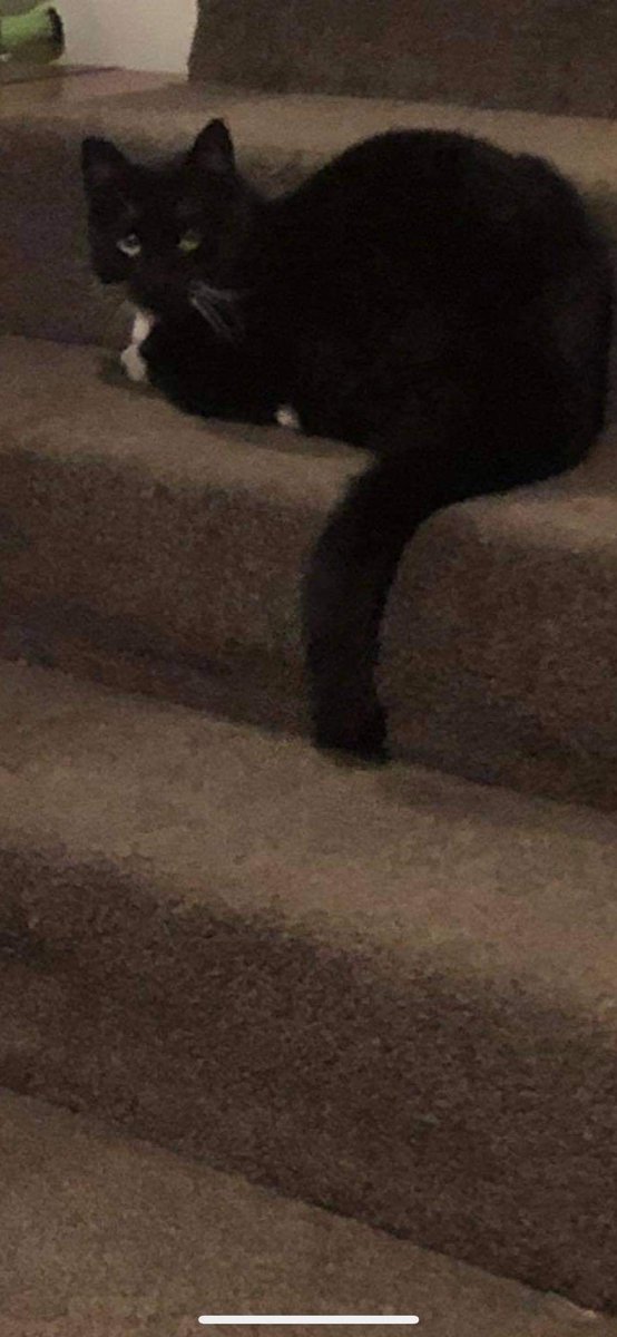 PixiesTrust's tweet photo. Update on our elusive boy that was shot on Thursday. He’s just been caught 😍. What a relief! He’s in bad shape, wound, infected, weeping &amp; stinky, but he’s ALIVE! @NZStuff @nzpolice say "ah it's just a cat" @NZGreens @TVNZ @nzherald @nzlabour - do something! It's not just a cat! https://t.co/GE3lZfjbsd