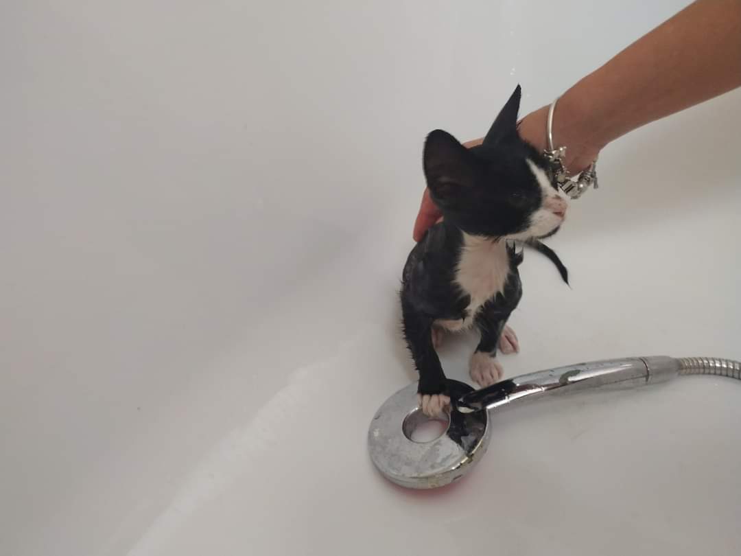 Procuas Sevilla tweet media