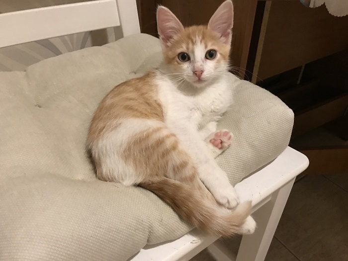 SunRayCats's tweet image. Супер ласковая крошка Ириска в добрые руки

sunny-cat.ru/kotyata.php?ad…

Ищет добрых хозяев чудесная малышка. Ириска - нежная, ласковая и игривая. Умница и солнышко. Золотая, во всех смыслах, девочка. Очень нарядная, в красивой рыже-белой шубке, с любопытным розовы…

#Мск #ИщуДом