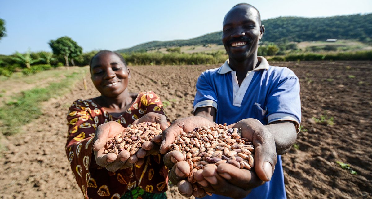 ICRISAT's tweet photo. A new 'digital hub' for all information related to @tropicallegumes project - impacts, scientific articles, policy briefs, interactive maps - is now up. 
Read #ICRISATHappenings for more details: 
https://t.co/YArLAUsetc
@GLDC_CGIAR @IITA_CGIAR @BiovIntCIAT_eng @gatesfoundation https://t.co/IZuMvYN59b