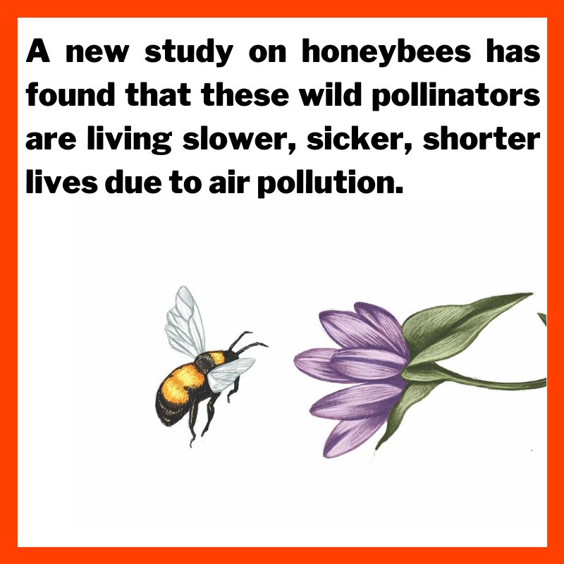 Air Pollution Is Impacting Health of India’s Bees, Wild Pollinators:A new study on honeybees has found that these wild pollinators are living short life due to air pollution.