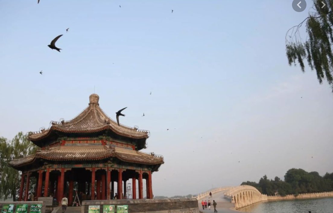 Our swifts will likely be joined by ‘eastern common swifts’ (Apus Apus pekinensis’. They will both have their stories to tell. One was born in a 1950’s pre-fab house in Yorkshire , whilst one was born in an ancient gatehouse in China (photo credit Beijing swifts)