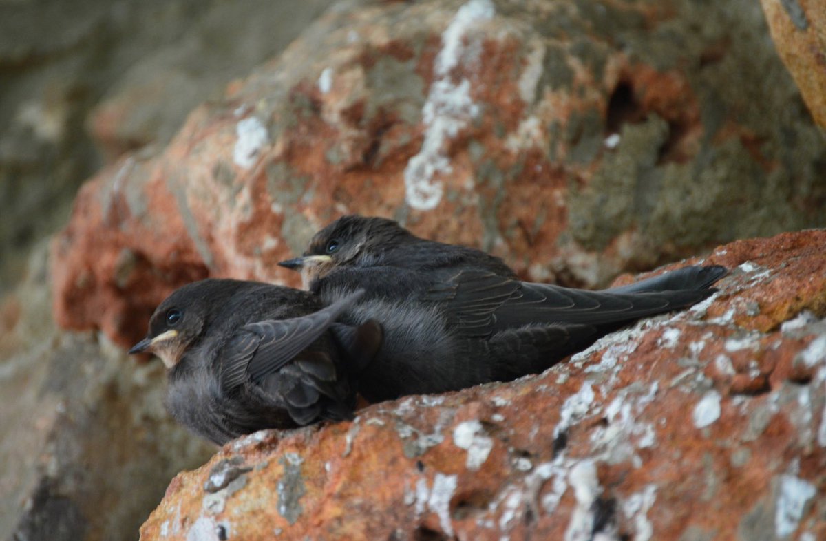 There might also be a small number of African Black Swifts (Apus barbatus). These cousins of our swifts don’t move quite as far, they will tell the tales of being born in cliffs in South Africa or a tree hollow in Kenya (photo credit- Christopher Gilbert)