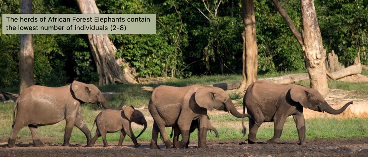 We don’t speak Apus - but what I would give to be in that flock exchange tales of distant lands, watching African Forest elephants  in the clearings below. Swifts are Amazing and we need to protect them worldwide  @SaveourSwifts  @AfSwifts  @swiftsweek