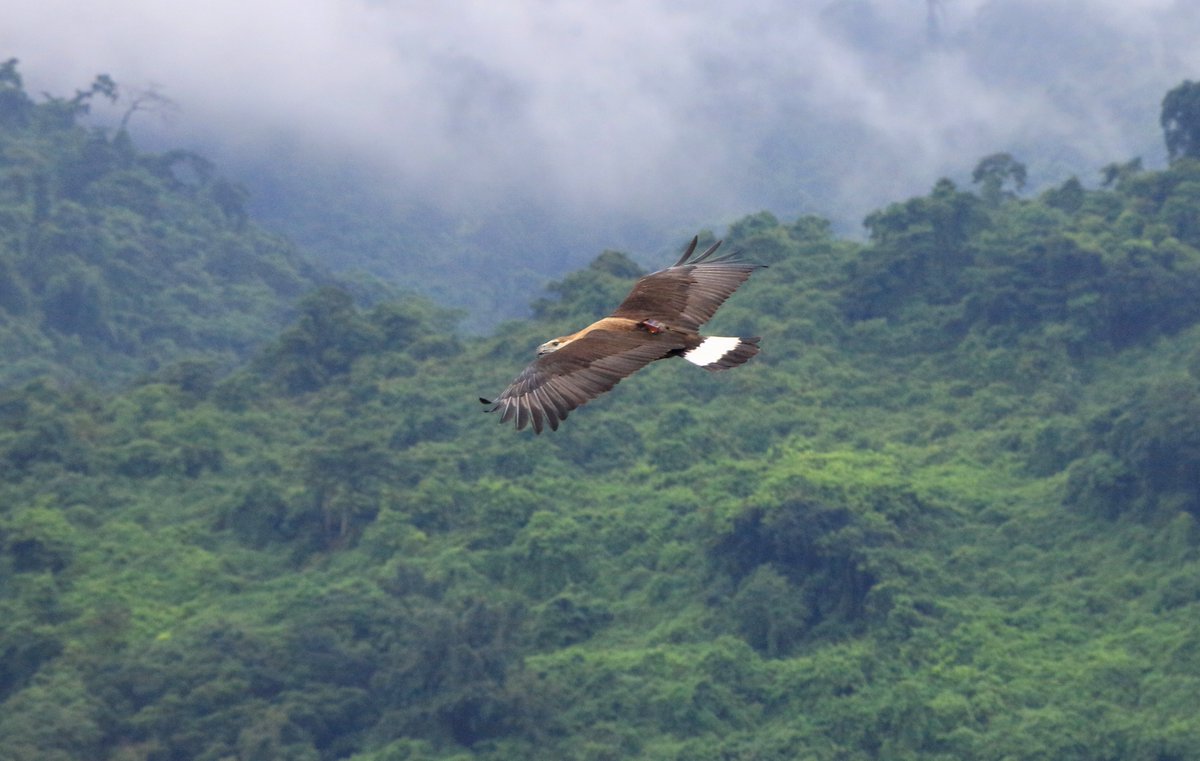 AminRaquibul's tweet photo. #WorldMigratoryBirdDay reminds us to act now to conserve the ecosystems and their connectivity and integrity that are essential for the survival of migratory birds and humanity alike. #WorldMigratoryBirdDay #WMDB2020 #BirdsConnectOurWorld https://t.co/SVFkwRlNmU