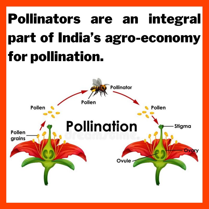 Published in Proceedings of the Nationals Academy of Science's, the four-year study of over 1,800 wild bees was conducted in Bangalore.  #bees #savebees #savebeesfromairpollution #Savebeesfrompollution #pollination  #pollinators  #wildlife  #India  #Karnataka  #banglore  #pollution