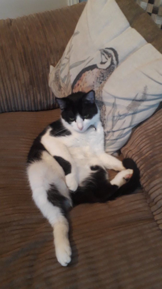 AvicKat's tweet photo. Thistle struggles to be dignified sometimes... #unflatteringcatphotochallenge https://t.co/jeEdtKzzmx