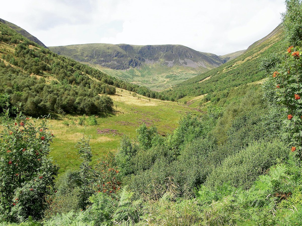 RewildScotland's tweet photo. Rewilding! How it started vs. How it’s going. 📸 Ashmole @BordersForest https://t.co/s71ooYl9HC
