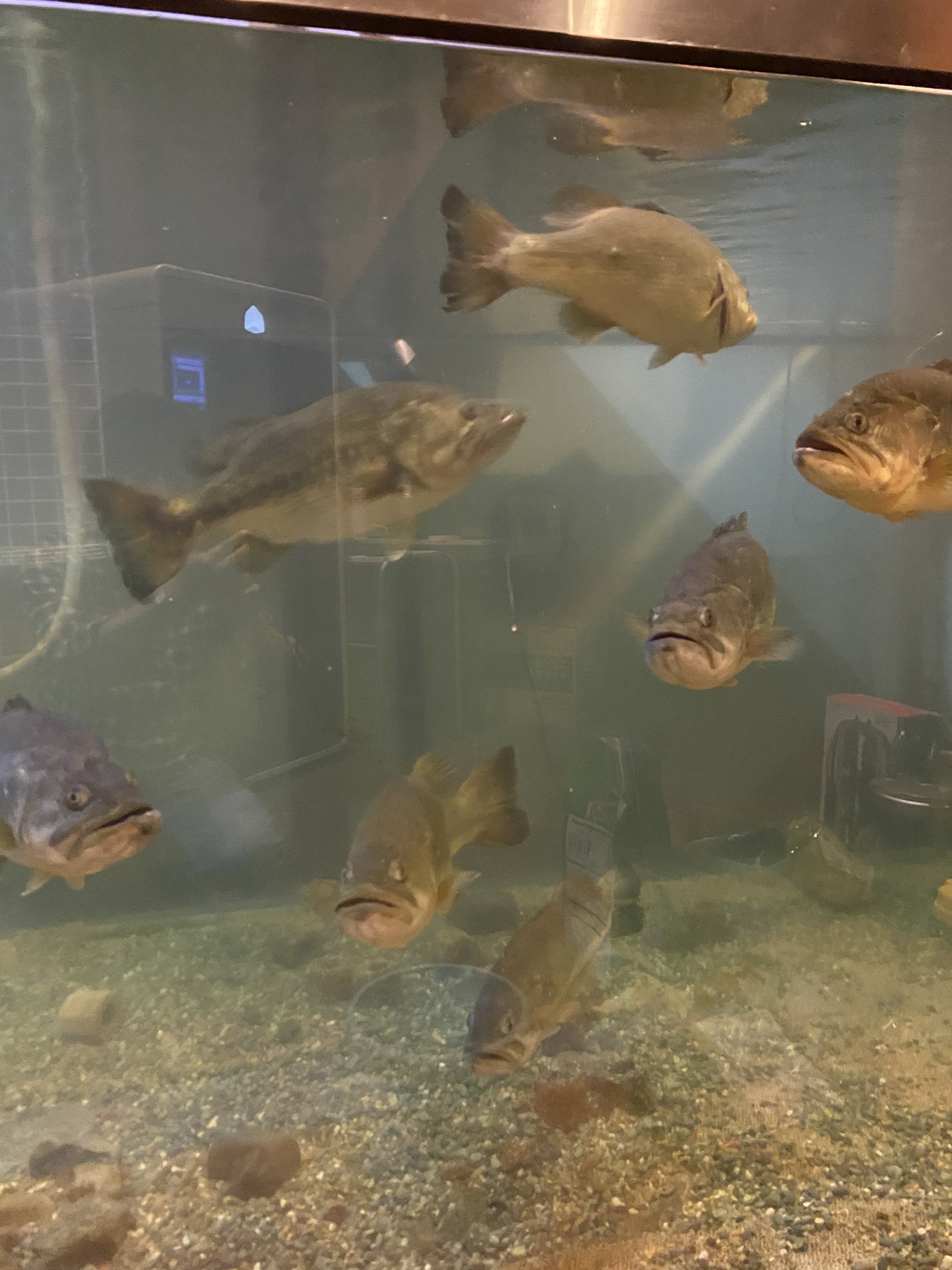 Jackallkato ジャッカルの水槽のバスは飼養の許可を取得して飼っています T Co Zlvxpa2mae Twitter
