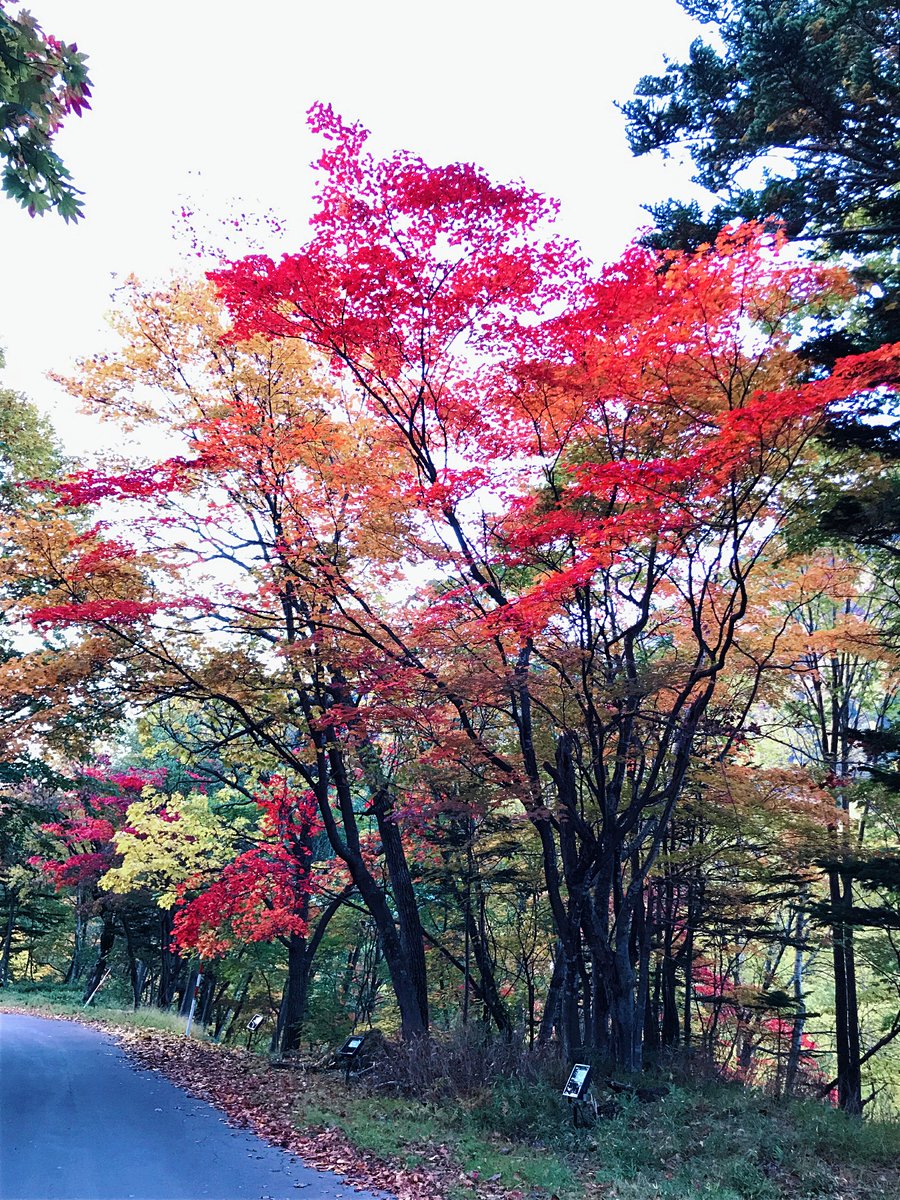 p_yamanoue's tweet photo. 層雲峡の紅葉谷の紅葉がピークです。
層雲峡奇跡のイルミネートⅢ

#ペンション山の上
#奇跡のイルミネート
#層雲峡奇跡のイルミネート https://t.co/3Ctu645yIF