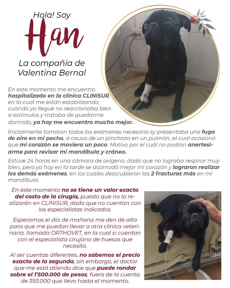 NohoraMinaM's tweet photo. @darcyquinnr la mascota de mi hija el día miércoles cayó desde un sexto piso y estamos recogiendo fondos para poderle hacer una cirugía por fractura de mandíbula y de fémur izquierdo, si me pudrieras ayudar a compartir te agradecería mucho!! https://t.co/0o4jnoIY9q