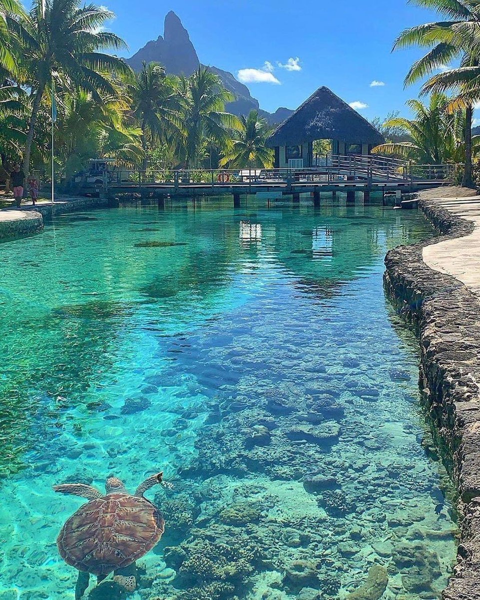 INTERIORPORN1's tweet image. Views from Bora Bora 🥰