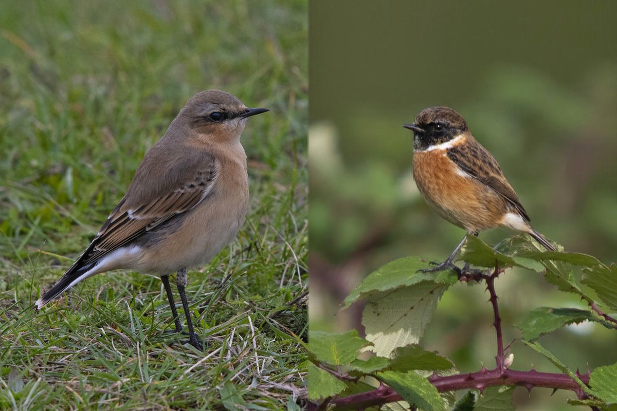 Wheatear and Stonechat from the @E17Wetlands this morning
#londonbirds #mindefullness #NaturePhotography
