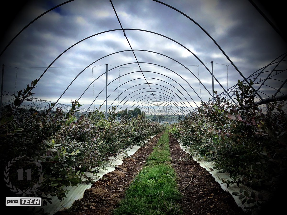 ProTechFuture's tweet image. Spanish type polytunnels and bespoke growing systems for blueberries production.

protech.team

#Protech #polytunnels #growingsystems #blueberries