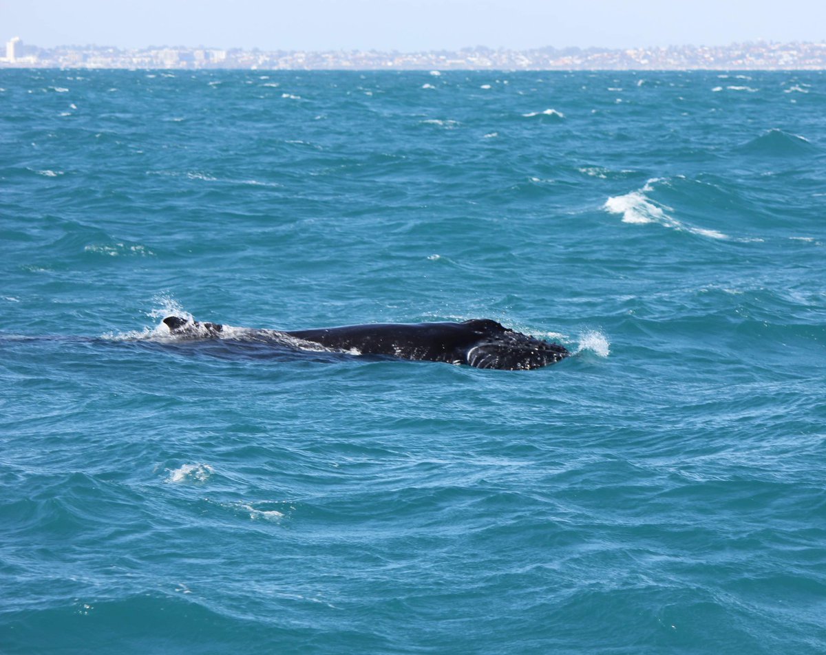 MillsCharters's tweet image. Here’s to a Sunday full of whales 🐋🐋🐋