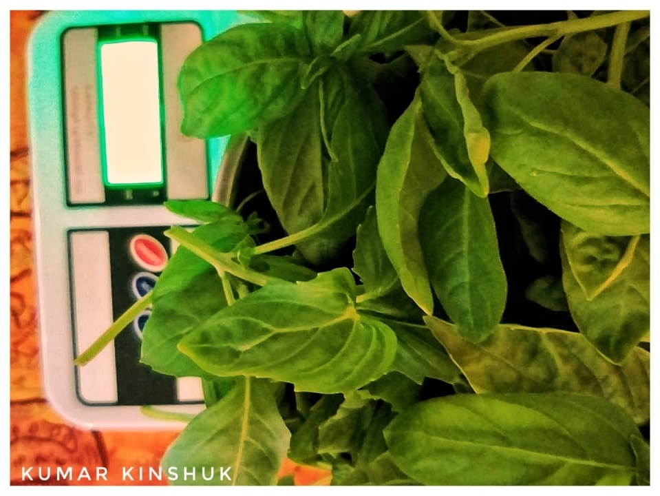 AuthorKinshuk's tweet photo. Love's labour not lost! Super-excited to have harvested #genovasebasil using #allthatgrows seeds. It is a bountiful #crop that just keeps giving more #leaves every other day! Growing it through #dwc method using #hydroponics.
See my profile at:
https://t.co/Ytaulw1NIE
#nutrition https://t.co/T2agreu9Nm