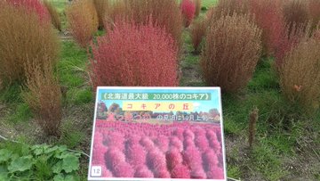 ゆにガーデン コキアの紅葉見頃はいつ 開花情報とコキアの花言葉 北海道由仁町 キラメキログ