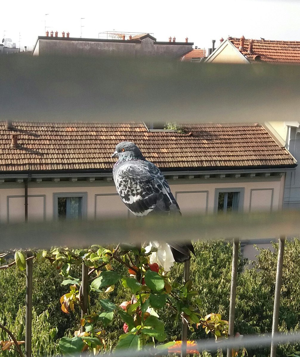 #Milan Oct. 10 - Another nice day (the flock apparently is out 4 business -  only 1 #pigeon left here at noon - what he is looking for ?)...
#SaturdayThoughts