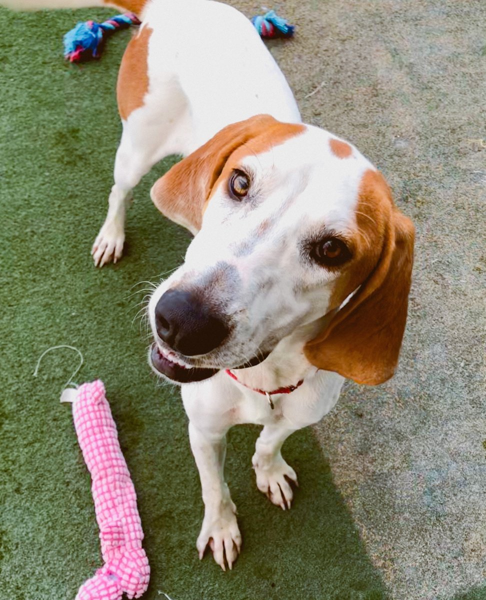 Looking for someone to love bunches. ❤️  My name is Oatmeal. I am a 1-year-old hound mix and weigh 51 lbs of pure love. If you are looking to adopt a pretty girl, I might be the right one for you. Adopt me! 🐶 #PAWS4you