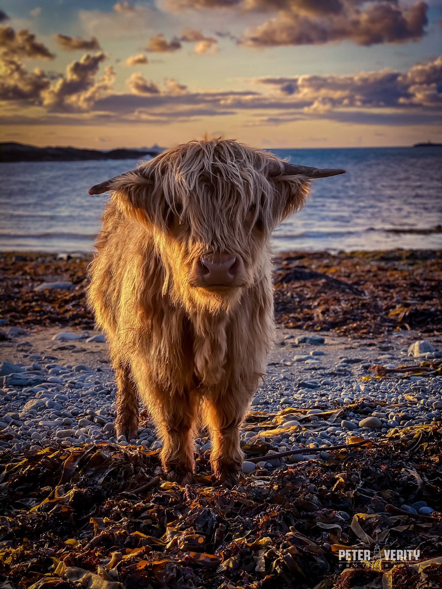 Cow on a beach. ❤️

#Anglesey  #wales  #coastalstyle #beautifulcreatures #cutecow  #angleseylife  #highlandcow #Cymru  #discoverwales #highlandcow #walesonline #angleseysocialmedia #walesadventure #welshadventure
 #beautifulwales  #discovercymru  #welshwildlife #ExploringWales