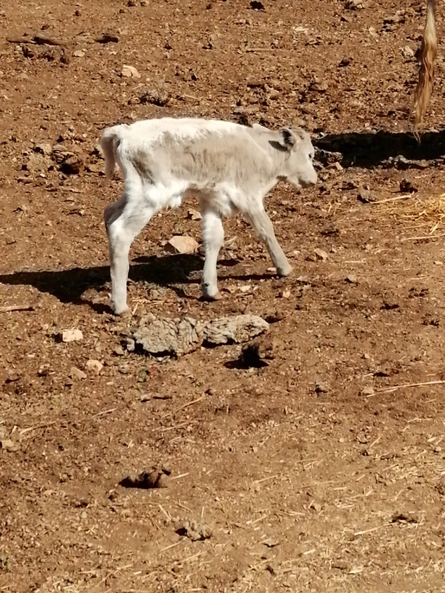 Por ser el primero de la camá, por su pinturero pelo y por ser macho ¿como podemos nombrarlo el día del herradero?