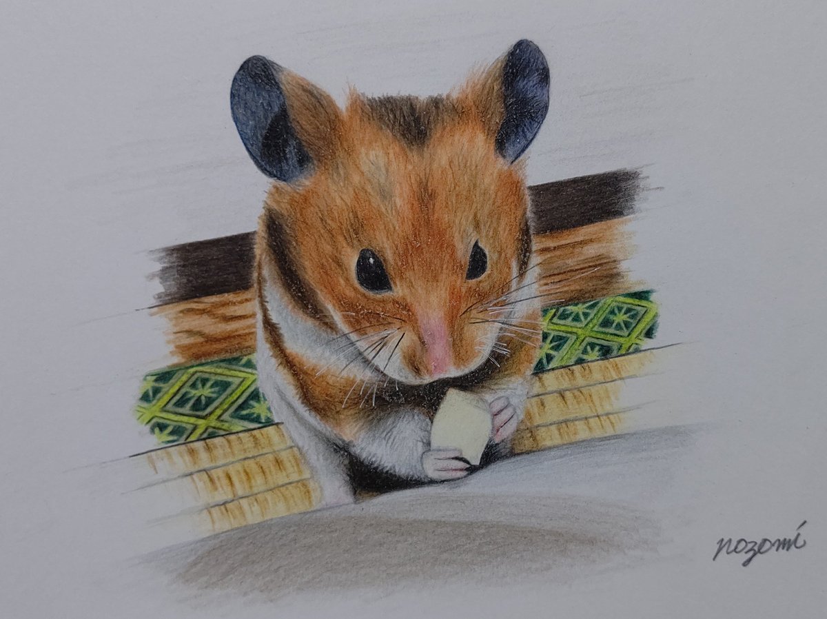 Nozomi 色鉛筆で描きました 絵 絵師 イラスト 動物 ハムスター ねずみ かわいい 色鉛筆 ペット