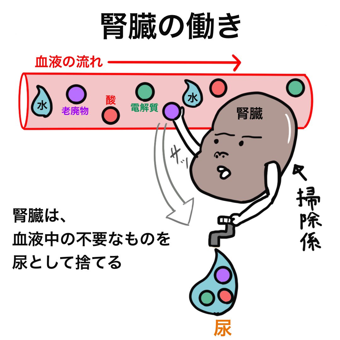 ゴロ 解剖生理イラスト 2コマで分かる 腎臓の働き 腎不全