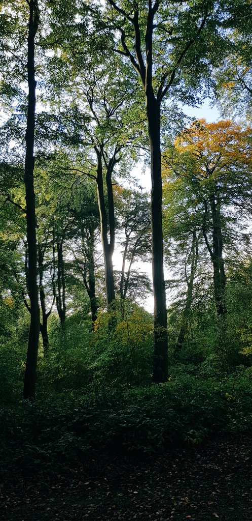 Yesterday's walk was a bit colder but the still looked lovely