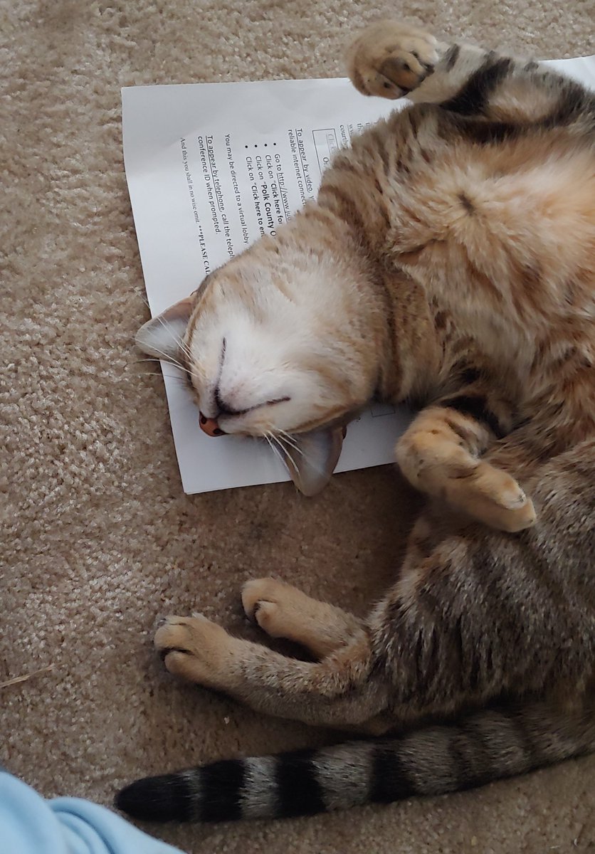 Skritch says happy #Caturday while she steals my paperwork. โค๏ธ
#CatsOfTwitter https://t.co/03WFuuxCab
