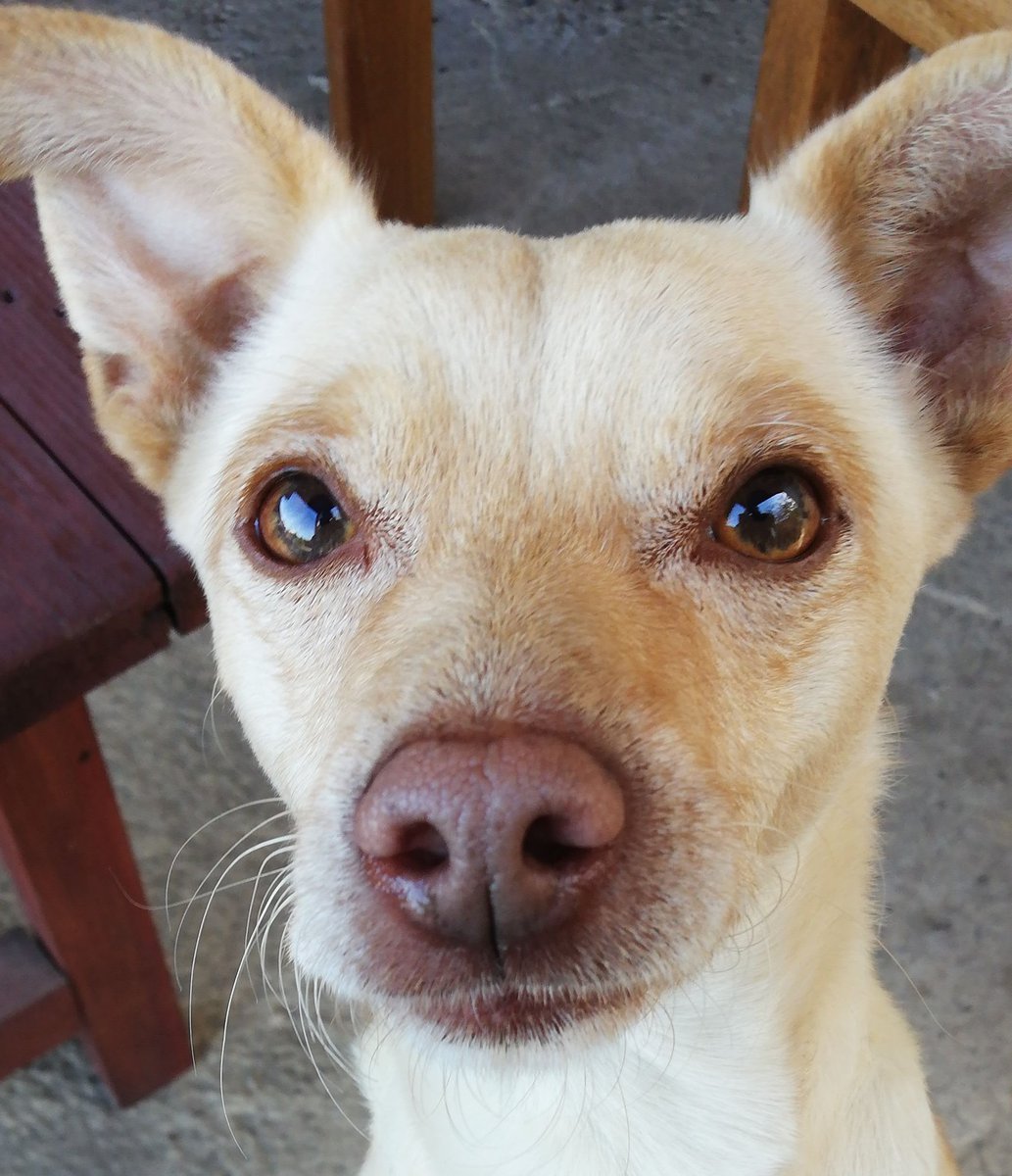 Firefly66856281's tweet image. #snootaboop