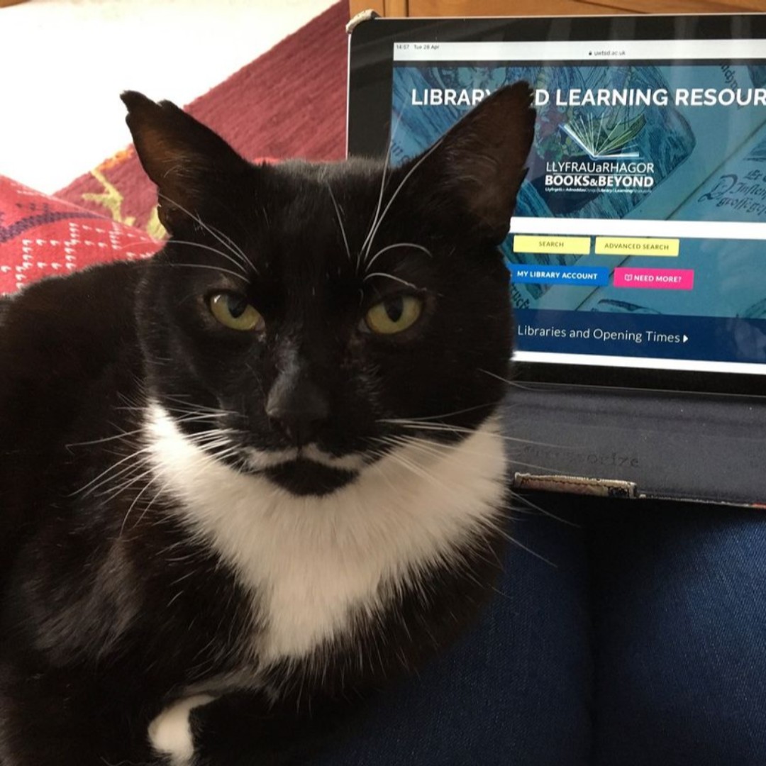 UWTSDLib's tweet photo. On the last day of #LibrariesWeek, a shout-out to all @UWTSDLib pets! Whether it's falling asleep on the keyboard, disrupting a virtual meeting or stealing a chair, they have all stepped up to help their human companions during these months of WFH. β€οΈ https://t.co/mOdyHHD3df