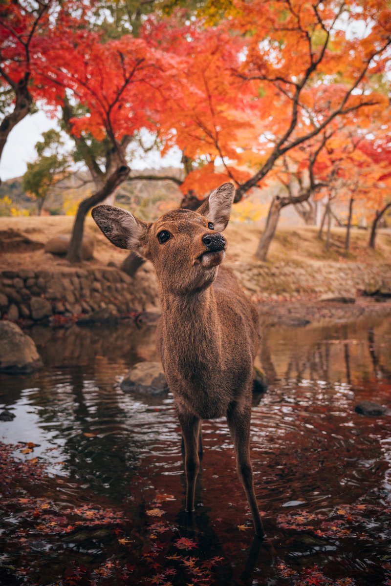 秋は奈良に行けば素敵な瞬間に出会えます🦌🍁 