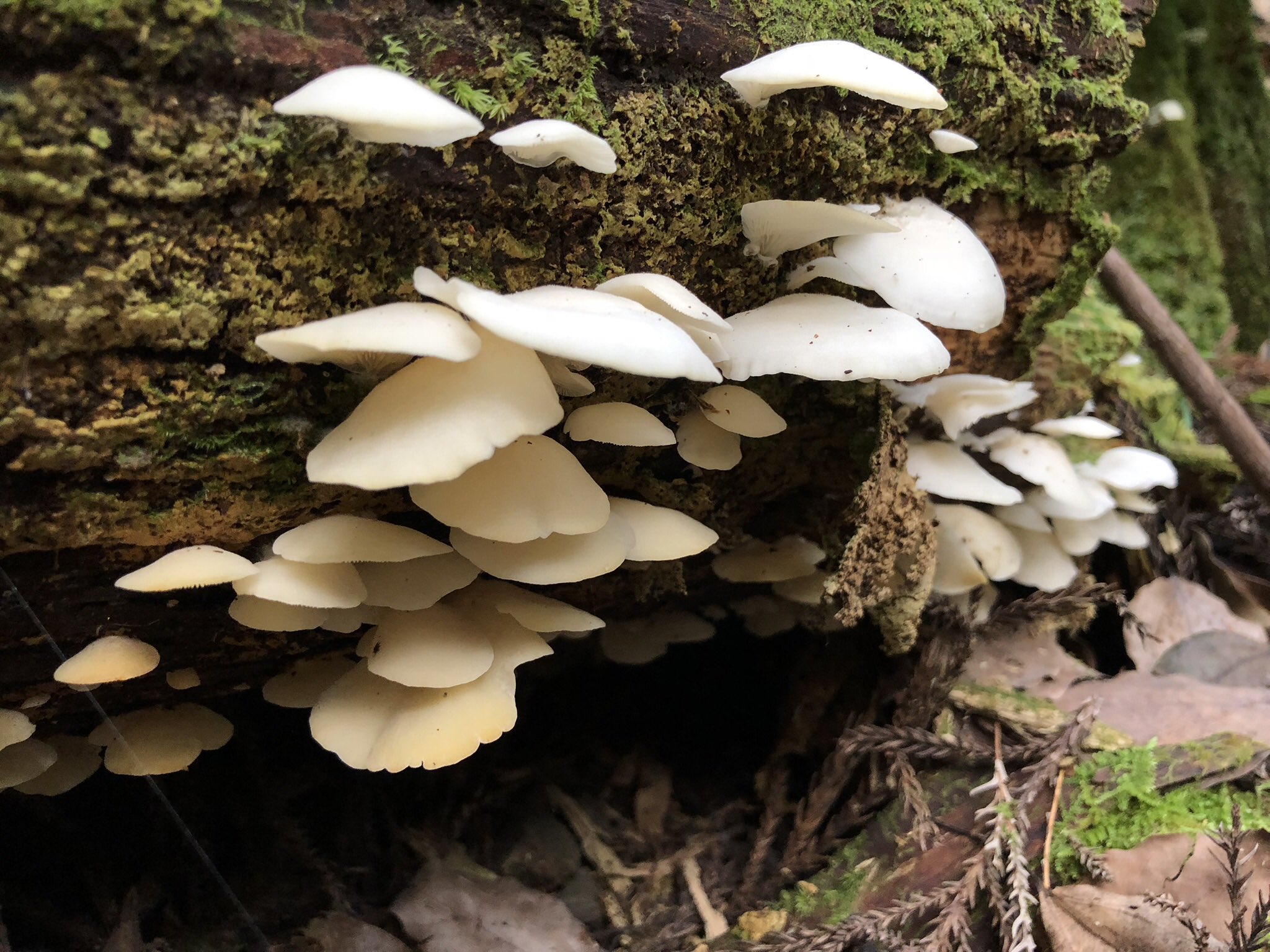 無駄にキノコに詳しいヤムチャ そろそろスギヒラタケが生えてくる季節だな こいつは昔から美味しい食用キノコとして広く食べられてきたが 04年に多数の死亡者を出した事でようやくその毒性が知られた猛毒キノコなんだ 急性脳症を引き起こすぞ 年配者や