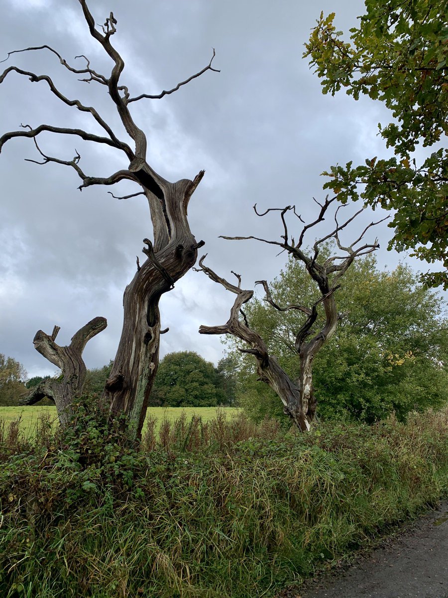 stepupformarie's tweet image. Day 10 of stepping up for Marie 👣👣👣