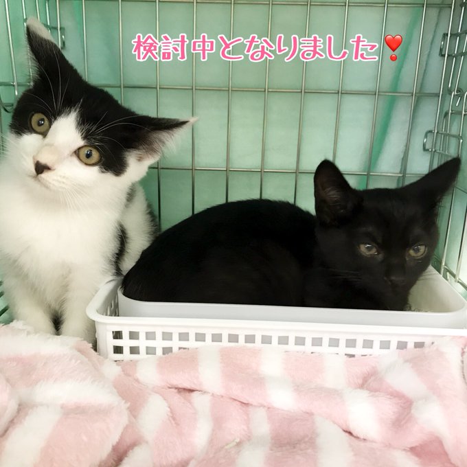 猫譲渡会のtwitterイラスト検索結果 猫譲渡会のtwitterイラスト検索結果
